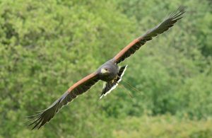 Harris Hawk